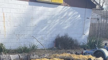 One Reddit user showed off their incredible natural garden after converting a parking lot and lawn.