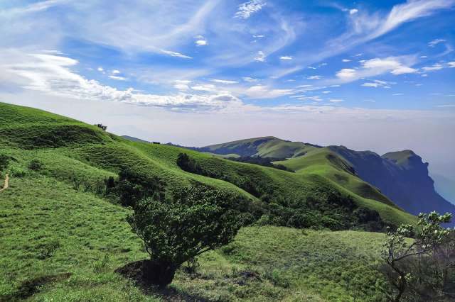 A team of researchers discovered a critically endangered flowering herb — Lepidagathis clavata — that has been misunderstood since its discovery.