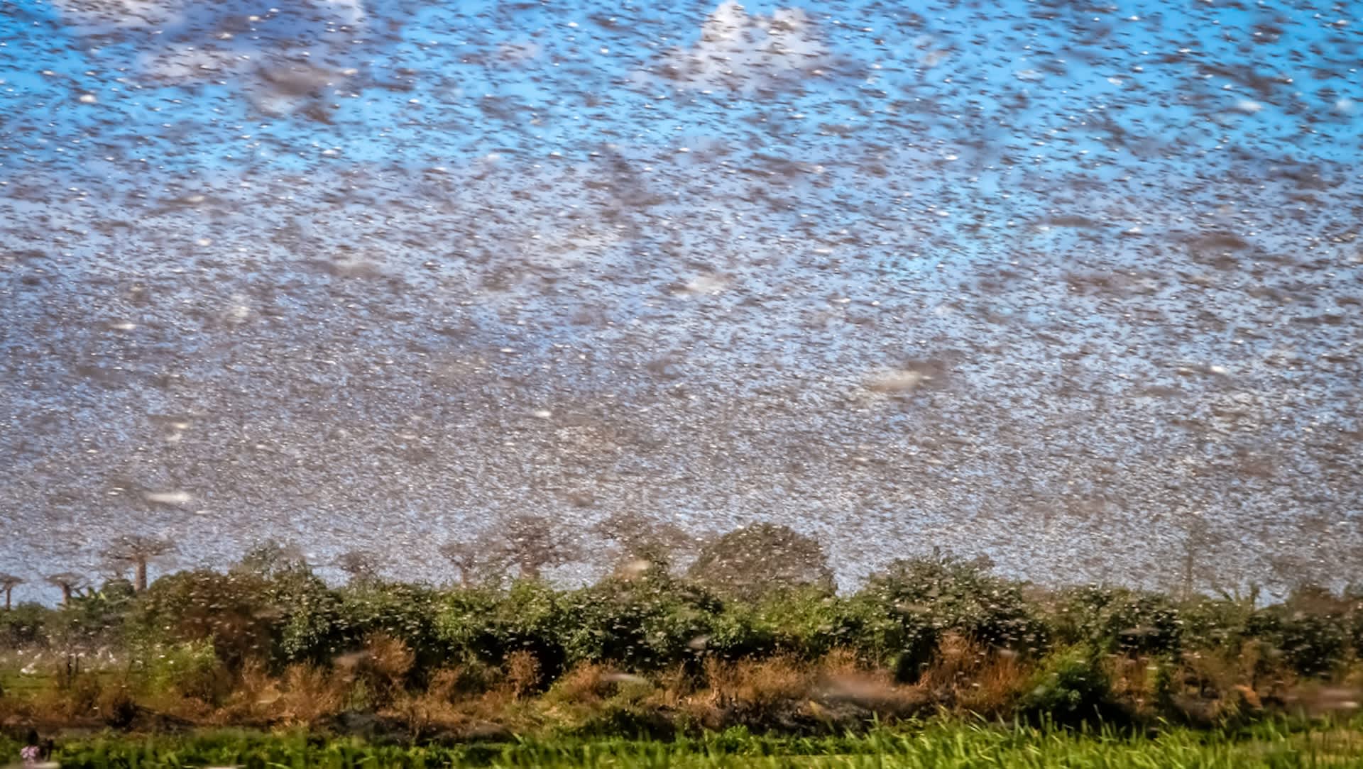 Farmers combat apocalyptic swarm of insects with groundbreaking solution: 'A highly complex … global challenge'