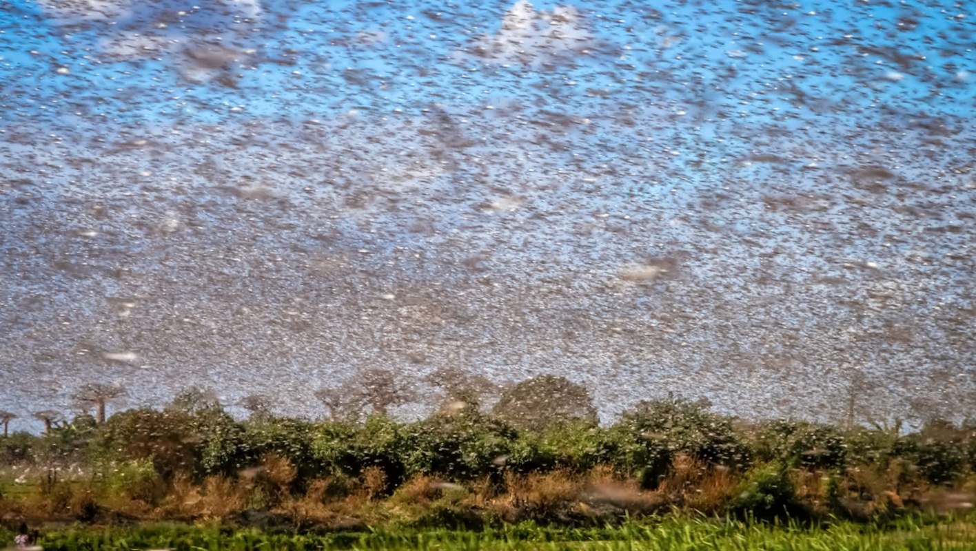 Farmers in Senegal have discovered an unexpected defense against destructive locust swarms.