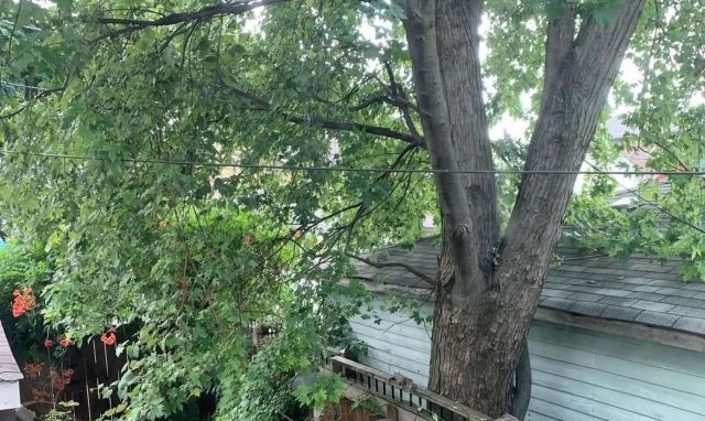 Knowing your local laws could alleviate stress when dealing with a neighbor who cuts down a tree on a shared property line without your permission.