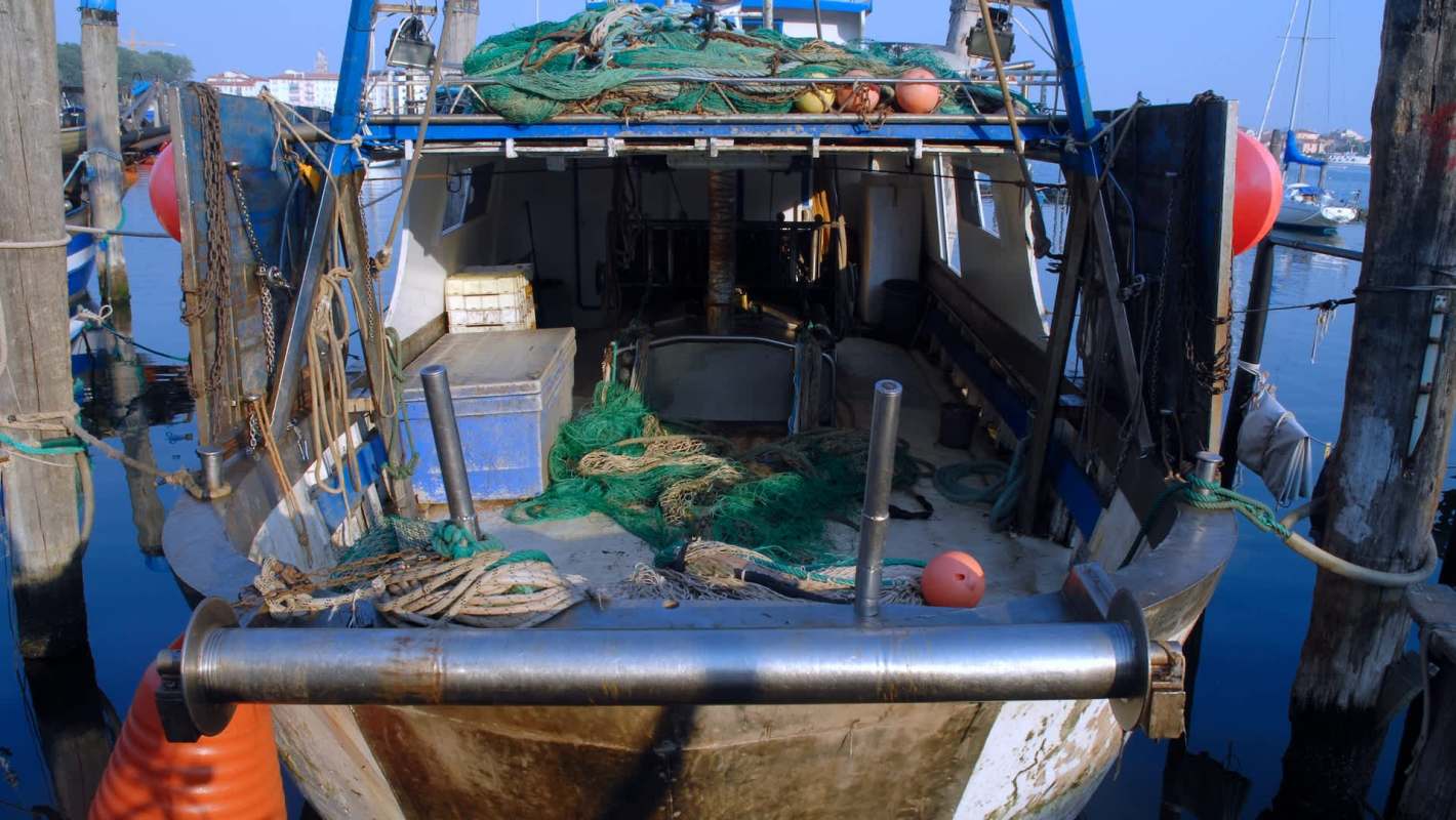 Increasing temperatures and pollution have obliterated biodiversity in the lagoon waters surrounding Venice, Italy.