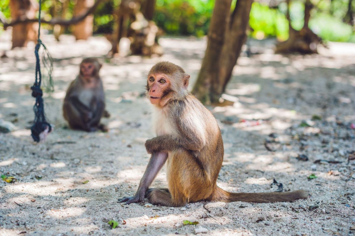 A shocking video of a tourist deliberately baiting wild monkeys in Vietnam is sparking outrage online.