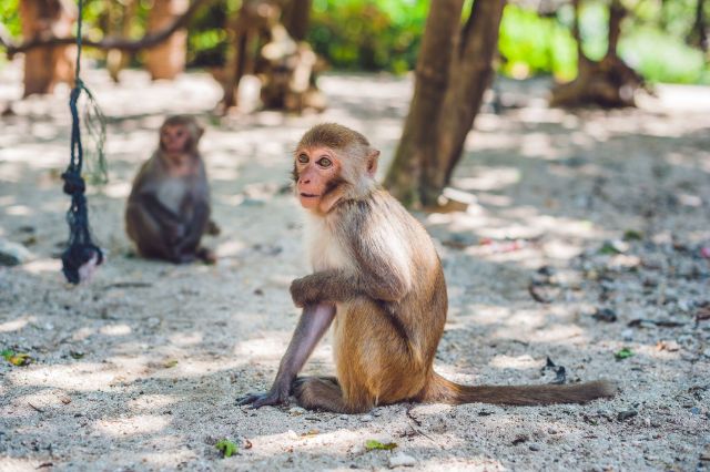 A shocking video of a tourist deliberately baiting wild monkeys in Vietnam is sparking outrage online.