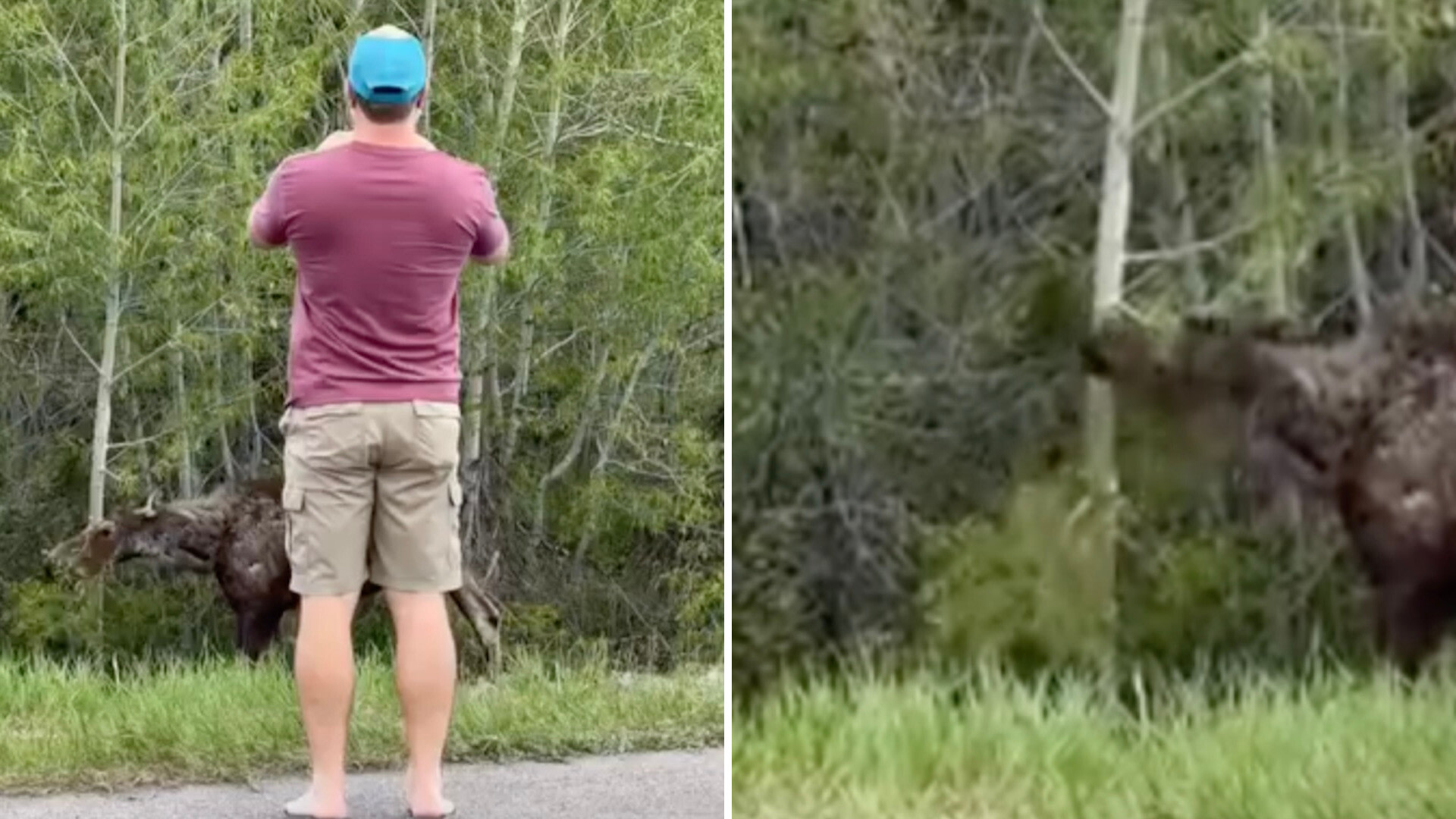Onlooker captures video of reckless tourist getting too close to massive wild animal: 'Show respect'