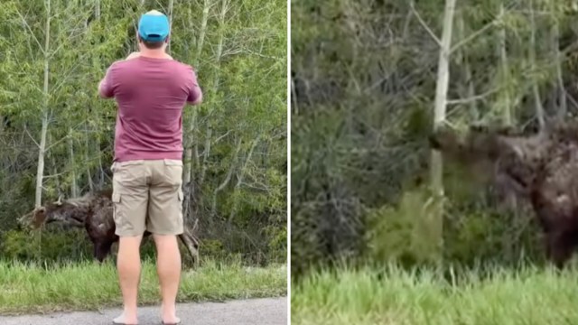 A video of a tourist disrespectfully getting too close to a wild moose went viral on Instagram, sparking outrage.