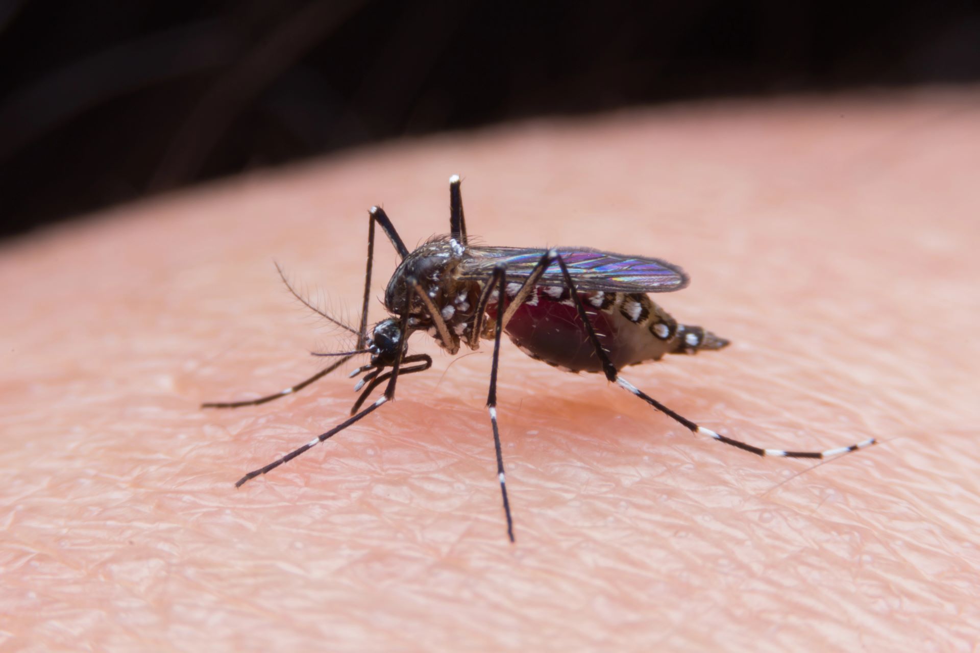 New research reveals concerning change in mosquitoes' behavior: 'A strong preference'