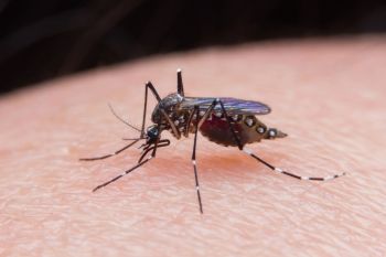 Researchers in Brazil have discovered that where, or rather whom, mosquitoes get their food from could be changing in a concerning way.