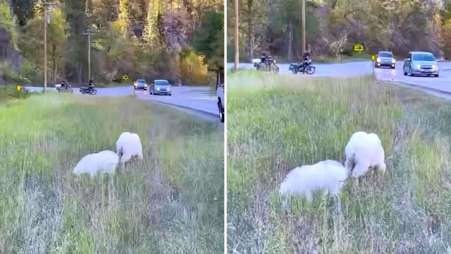 An onlooker captured a video of a tourist getting dangerously close to a pair of mountain goats in South Dakota's Black Hills.