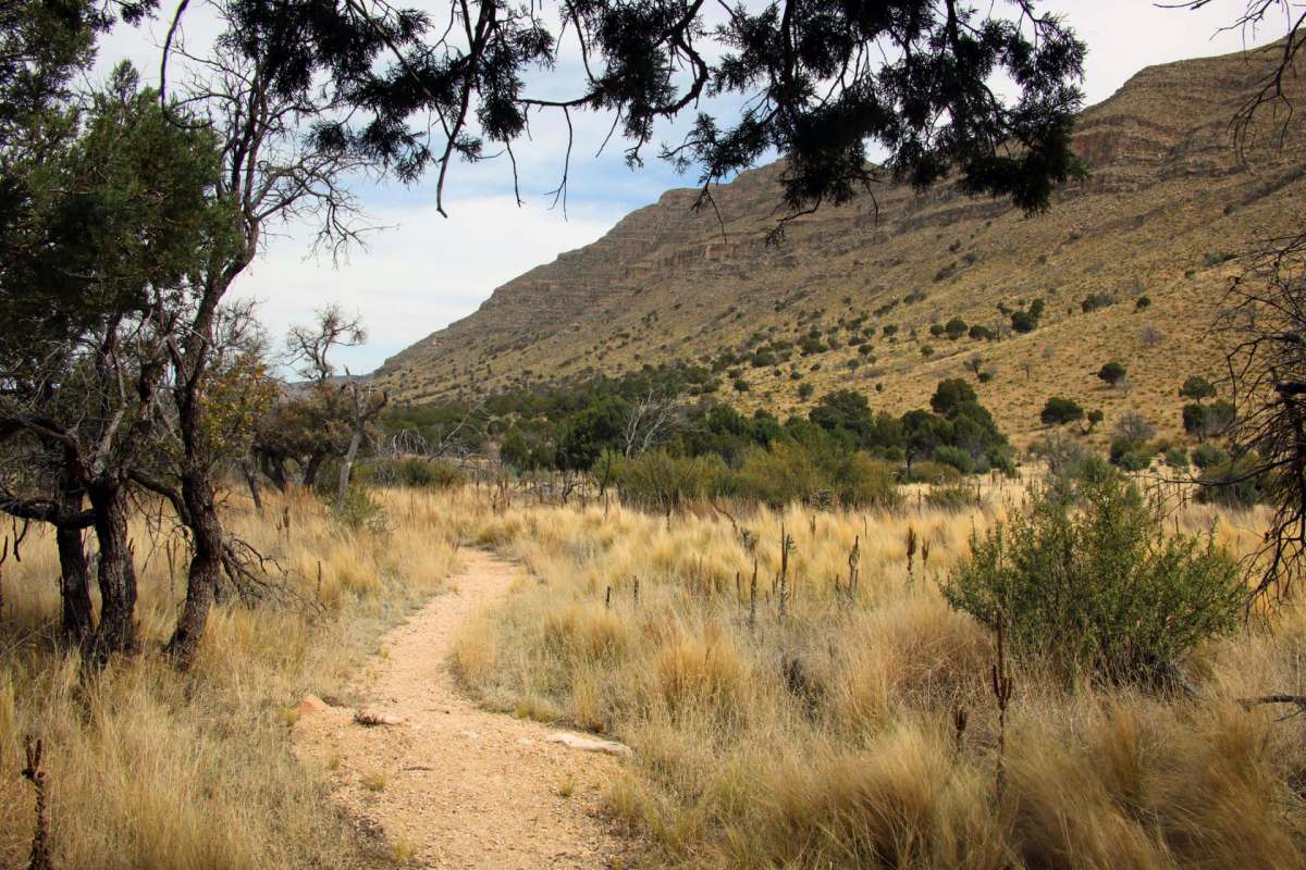 After a local citizen spotted a mountain lion near Sutter's Avenue in Grape Creek, Texas, the local fire department issued a public alert.