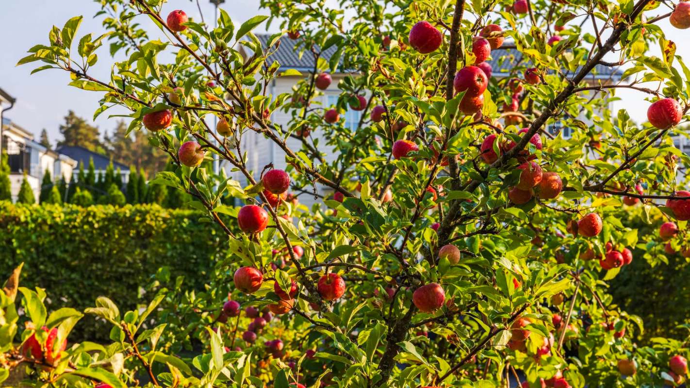 One gardener received stark warnings about their overly mulched tree and their decision to use landscaping fabric.