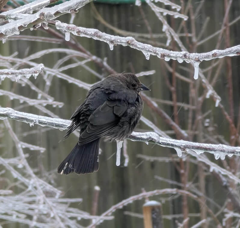 One Redditor shared images of their native plant garden covered in snow, with an emphasis on all the wildlife sitting in the yard.