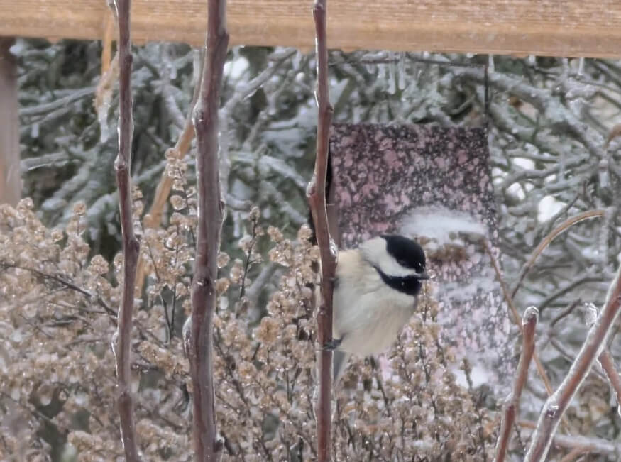 One Redditor shared images of their native plant garden covered in snow, with an emphasis on all the wildlife sitting in the yard.