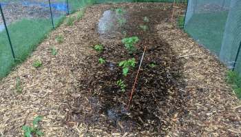 An HOA surprised a homeowner by working with them readily to create beautiful native plant gardens.