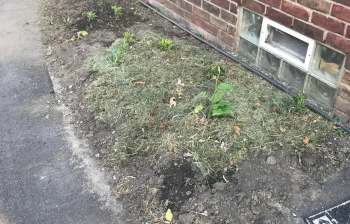 One Reddit user showed a narrow strip makeover that brought out the best in the home's brick and helped showcase native plant landscaping.