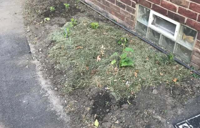 One Reddit user showed a narrow strip makeover that brought out the best in the home's brick and helped showcase native plant landscaping.