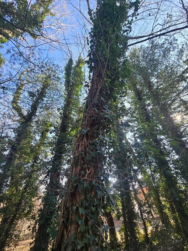 A homeowner in North Carolina got a crash course in the invasive plant English ivy after inheriting a property in Asheville.