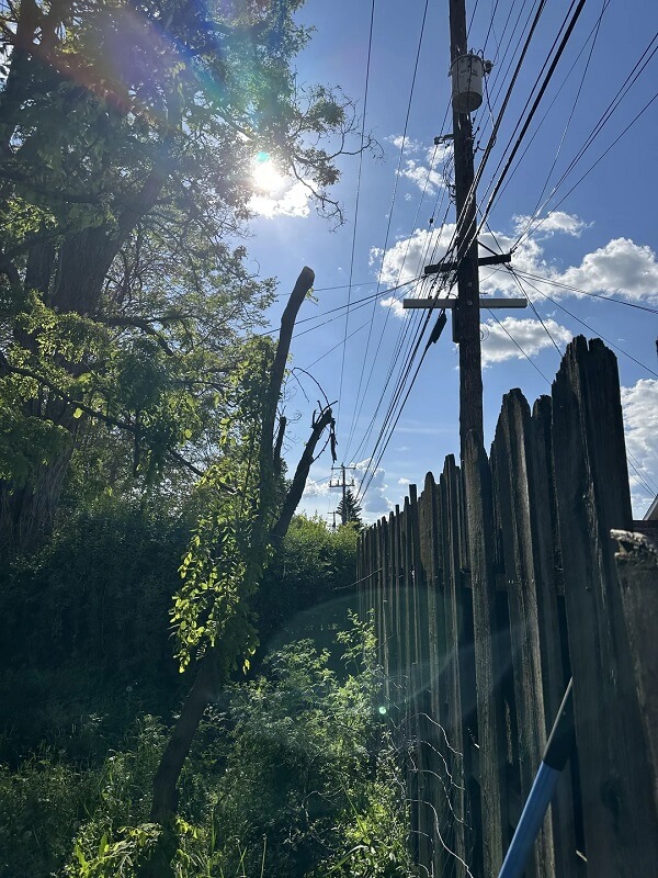 One Redditor came home to find one of their backyard's trees completely cut down by their neighbor.