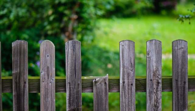 One Redditor shared their frustrations with a neighbor after the neighbor's dogs pooped all over the poster's lawn.