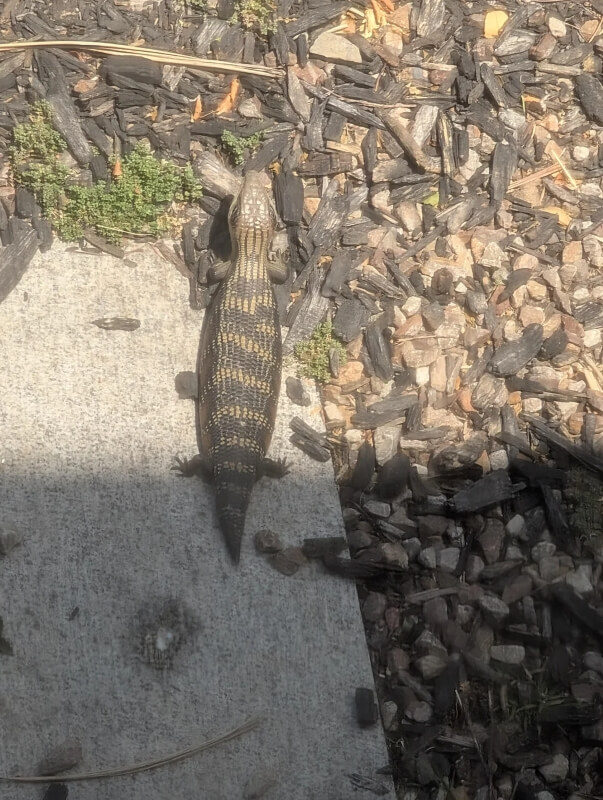 One homeowner shared how they're happily coexisting with a native blue-tongued skink living under their driveway.