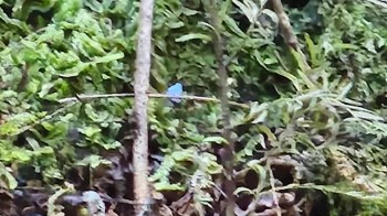 A family hiking near New Zealand's Mount Taranaki stumbled upon electric blue mushrooms that glowed against the forest floor.