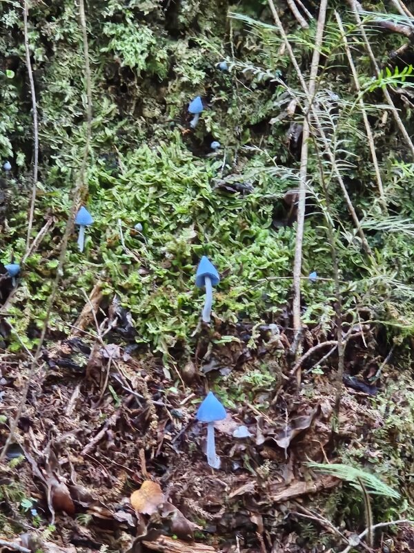 A family hiking near New Zealand's Mount Taranaki stumbled upon electric blue mushrooms that glowed against the forest floor.