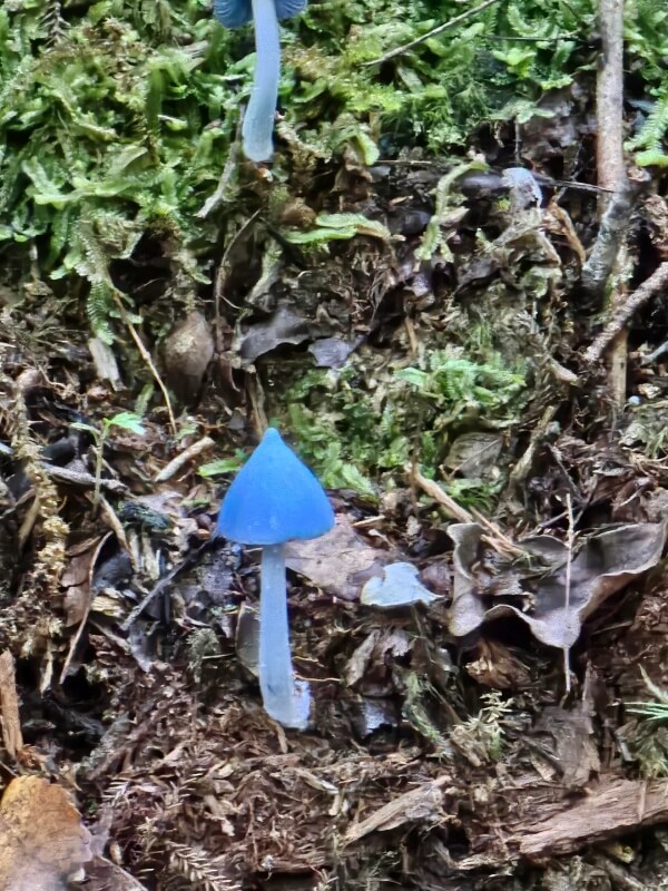 A family hiking near New Zealand's Mount Taranaki stumbled upon electric blue mushrooms that glowed against the forest floor.