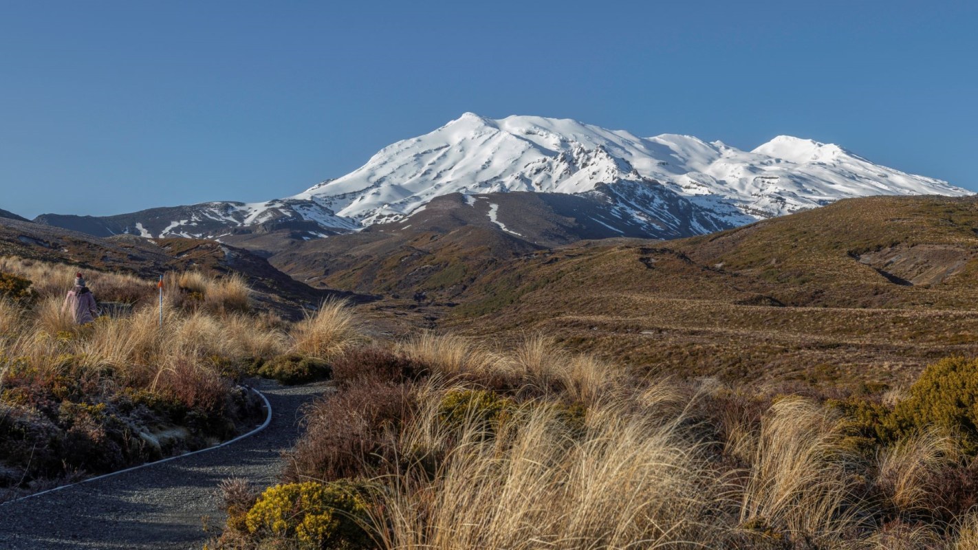 New Zealand's government is working to eliminate all feral cats in the country by 2050.