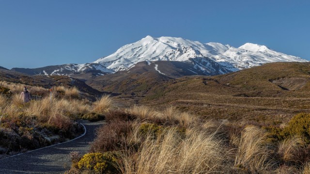 New Zealand's government is working to eliminate all feral cats in the country by 2050.