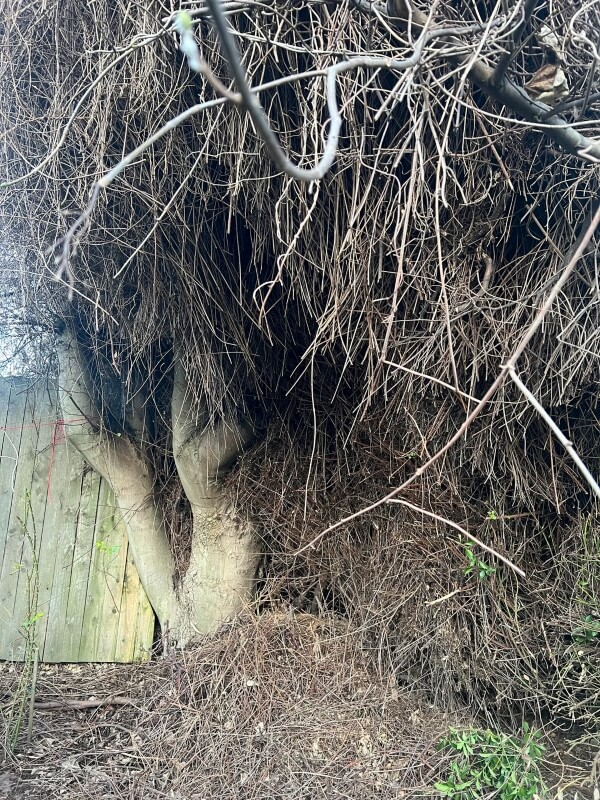 Russian vine, also known as mile-a-minute, has earned its name for a good reason. This plant is highly invasive and able to spread rapidly when left unchecked.