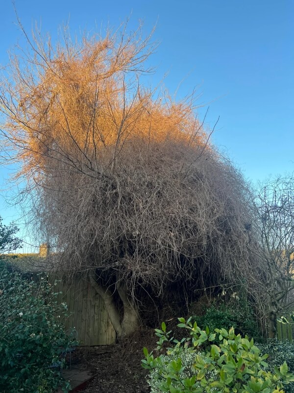 Russian vine, also known as mile-a-minute, has earned its name for a good reason. This plant is highly invasive and able to spread rapidly when left unchecked.