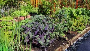 One gardener on TikTok is sharing how to start a no-till garden with just cardboard and compost.