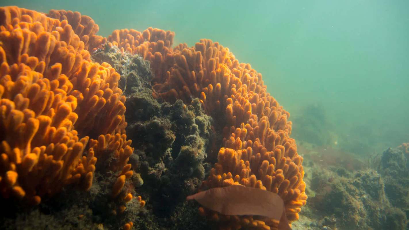 The Trump administration has opened the Northeast Canyon and Seamounts Marine National Monument to commercial fishing, in his latest push to roll back environmental protections.