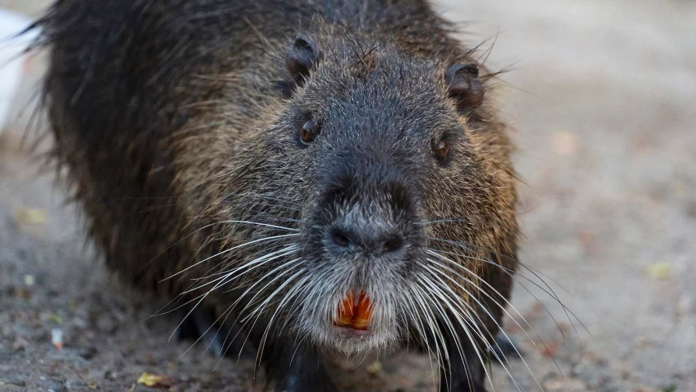 States across the U.S. are determining how to best manage nutria, a species of large rodent that was introduced from South America over a century ago.