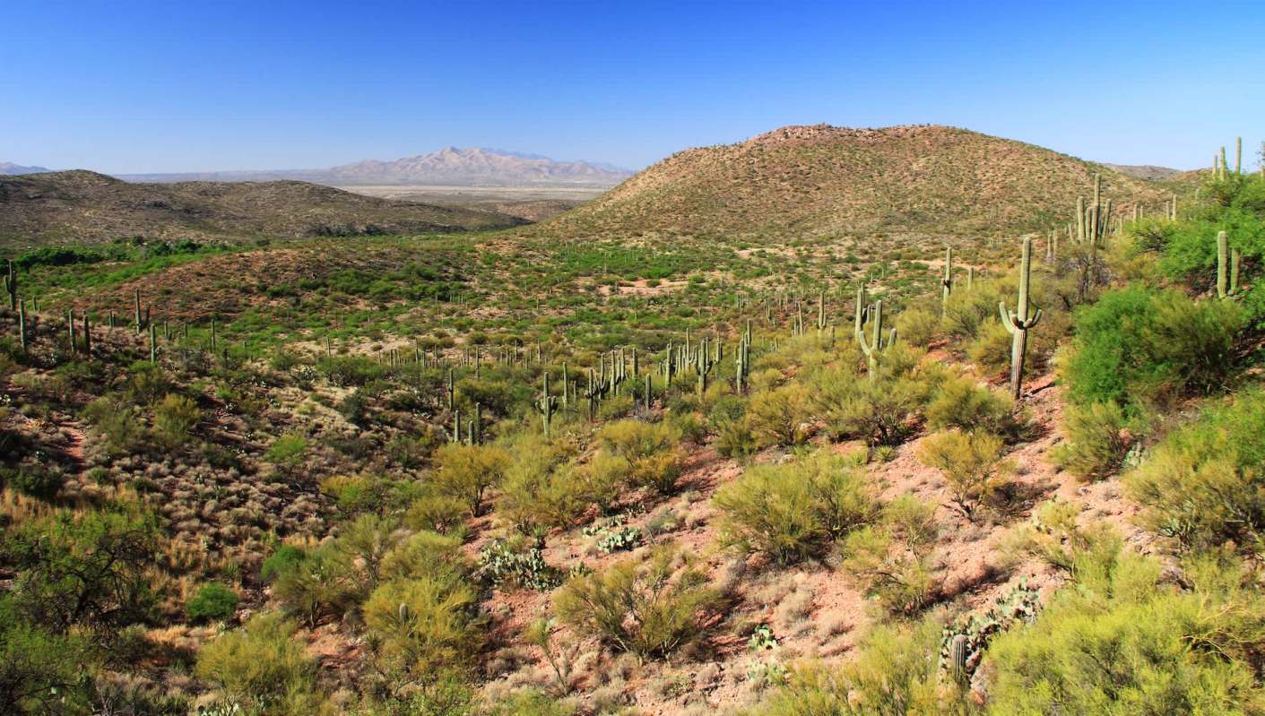 An Arizona outdoorsman recently spotted a rare ocelot, and even secured footage of it, while checking his trail cameras.