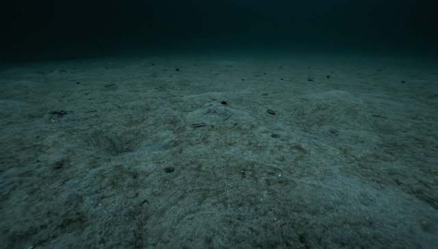 A study put on full display how one chemical element of plastic can completely change both sides of the predator-prey relationship in the ocean.