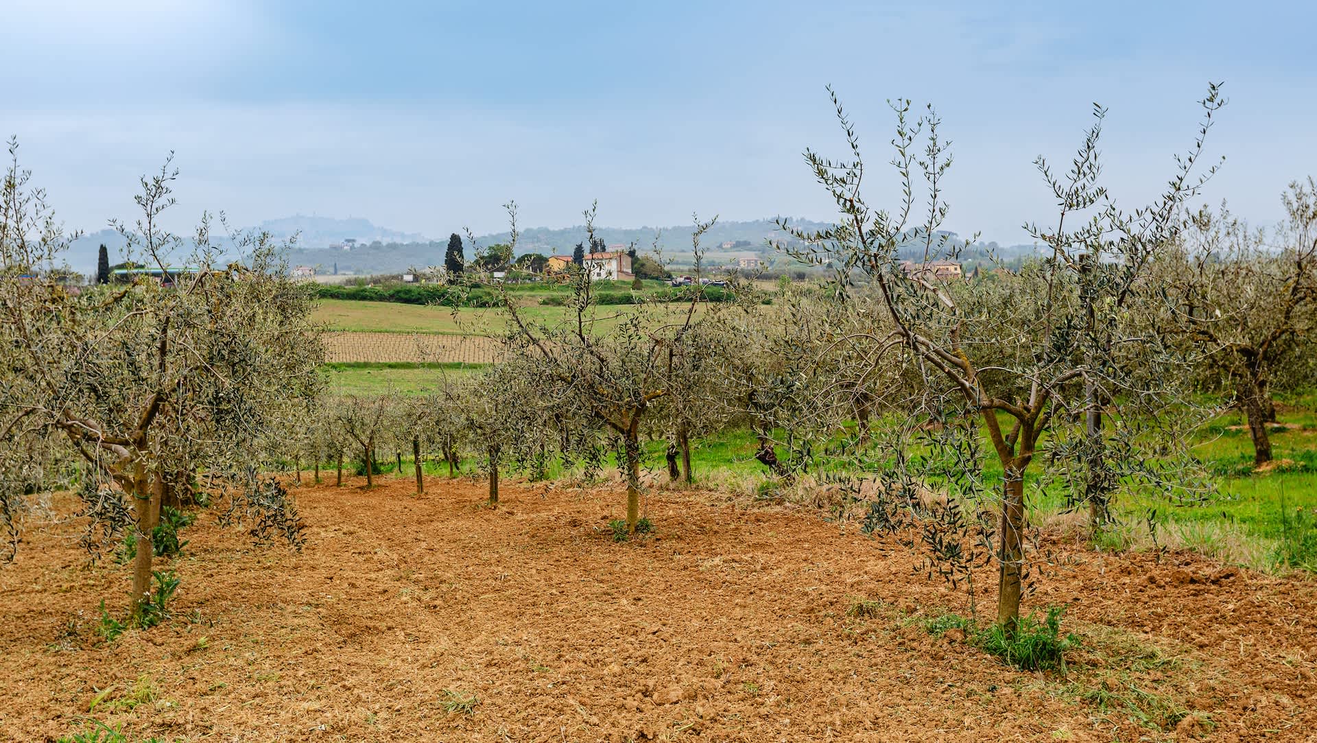 Farmers devastated as powerful storm wipes out key crops: 'We will have to make do with what's left'