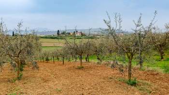 The storm at the end of 2025 further threatened the region's olive oil production, raising concerns about the industry.