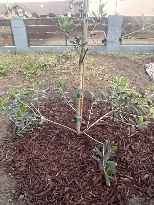 One homeowner was given a free olive tree by their city — but it didn't end up looking how they wanted.