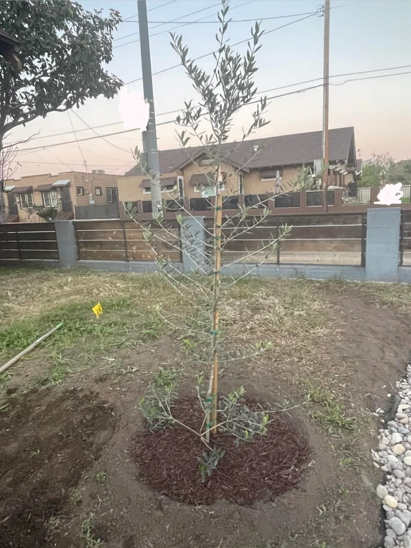 One homeowner was given a free olive tree by their city — but it didn't end up looking how they wanted.