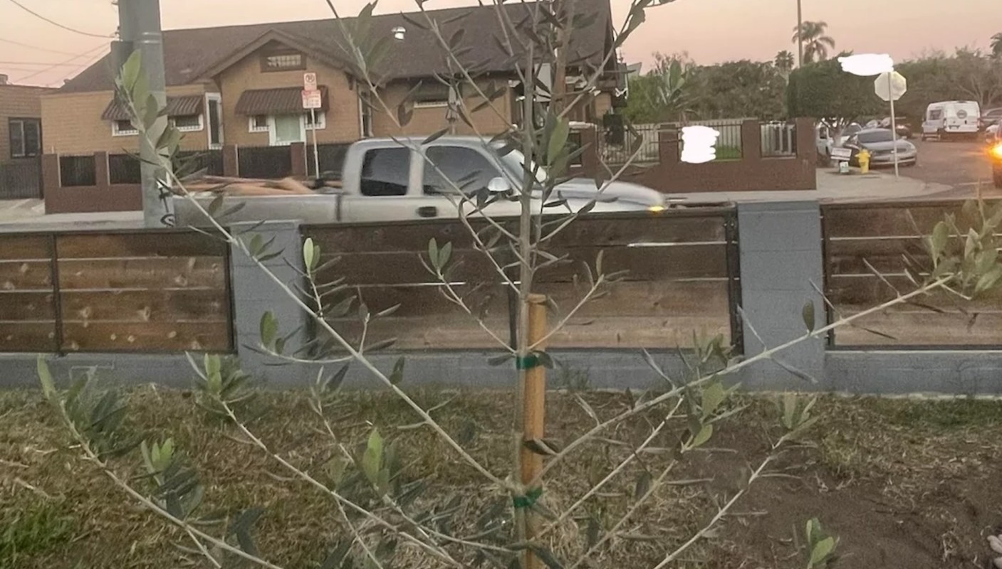 One homeowner was given a free olive tree by their city — but it didn't end up looking how they wanted.