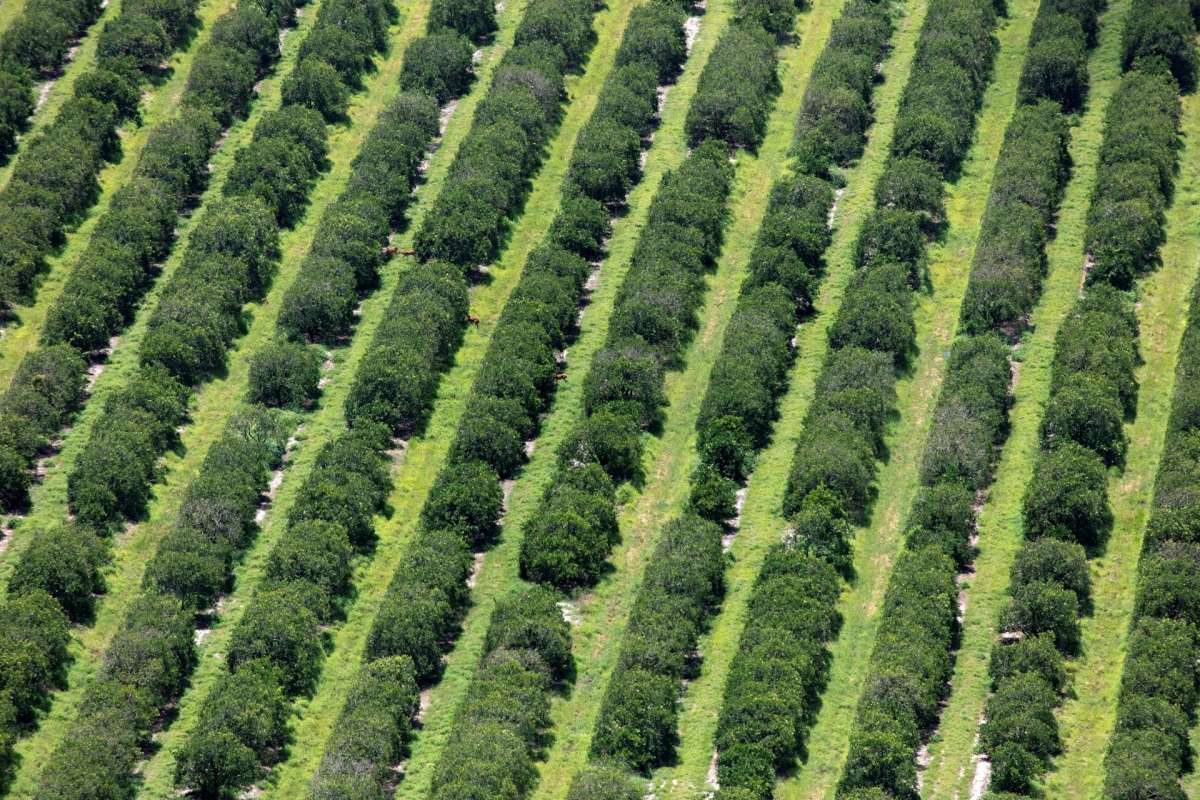 Florida's orange harvest is expected to be the smallest since 1930, but there's hope for avoiding drastic price hikes.