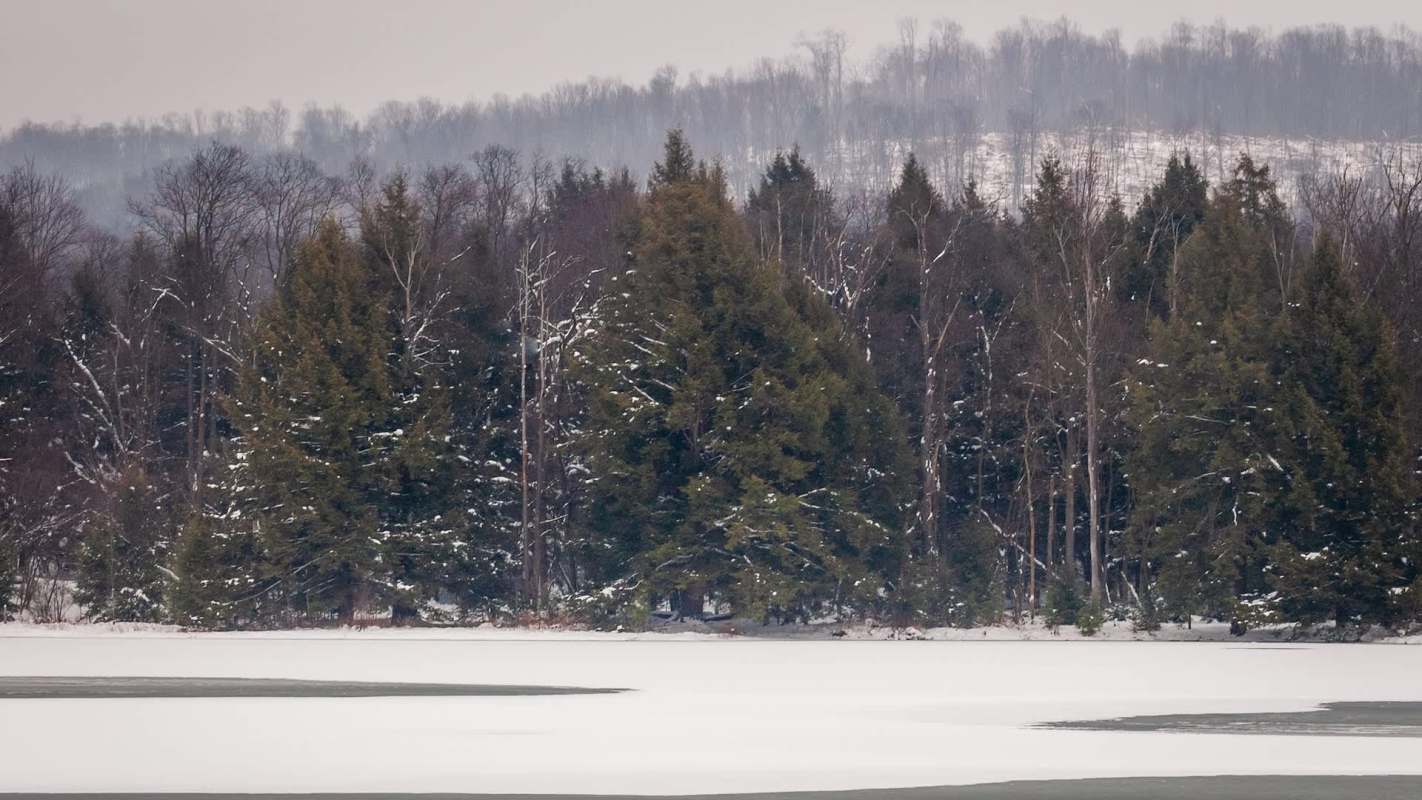 Trail camera footage captured a pair of playful otters on a particularly cold day.
