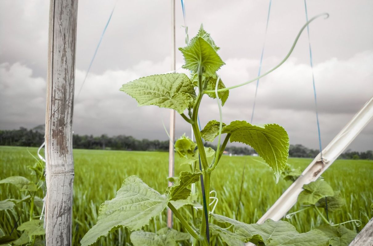 Cucumbers are the latest victims of erratic weather, with soaring prices in Germany and Switzerland.