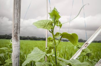 Cucumbers are the latest victims of erratic weather, with soaring prices in Germany and Switzerland.