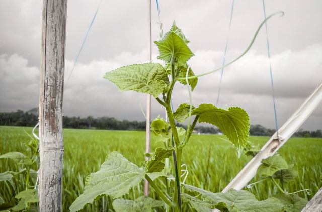 Cucumbers are the latest victims of erratic weather, with soaring prices in Germany and Switzerland.