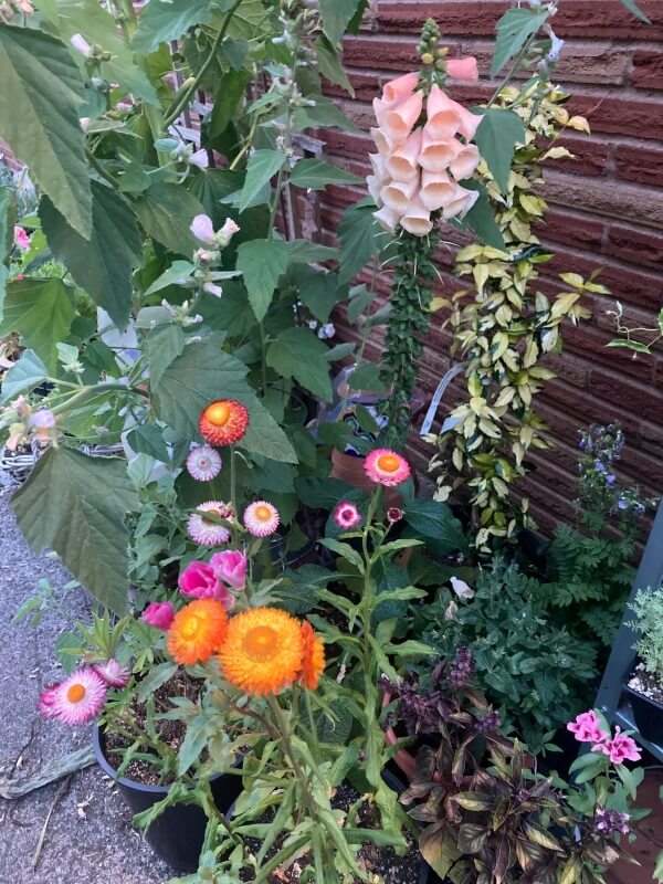 One person sparked outrage online after sharing photos of a garden that the landlord has decided to replace with grass.