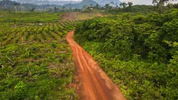 A palm oil company has begun large-scale deforestation inside a protected area in Borneo that is critical for endangered wildlife and indigenous communities.