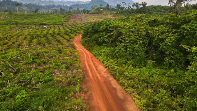 A palm oil company has begun large-scale deforestation inside a protected area in Borneo that is critical for endangered wildlife and indigenous communities.