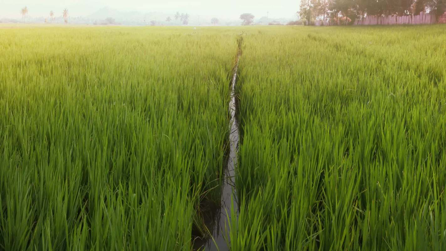 Farmers in the southern areas of India were facing a spread of panicle disease, which blackens and shrivels rice plants.
